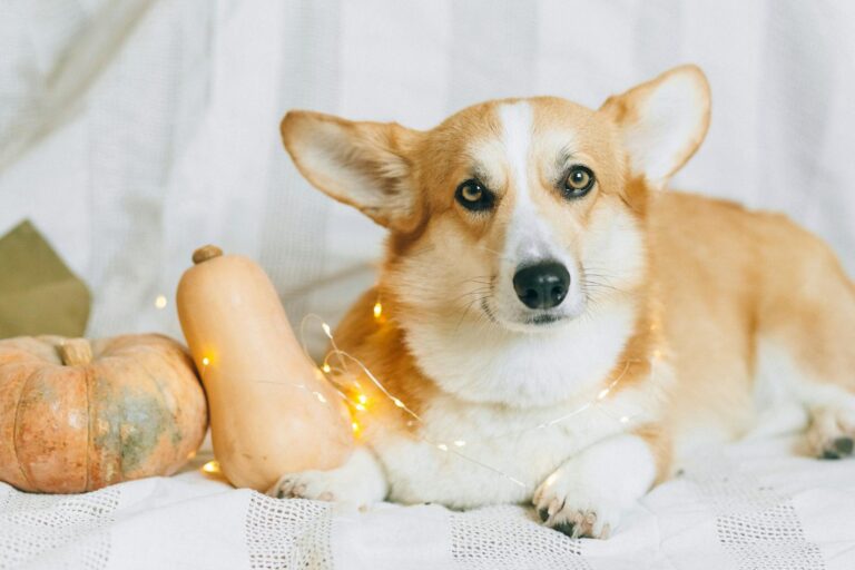 How to Keep Your Dog Calm During Trick-or-Treat Night in Missoula