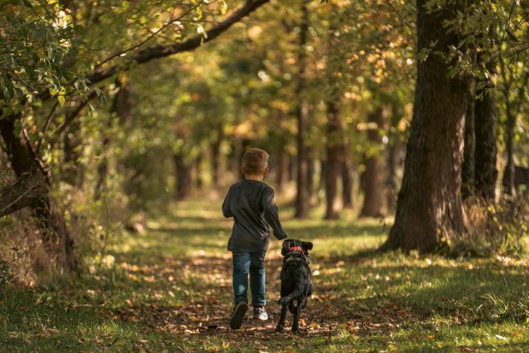 Why Fall Is the Best Time to Brush Up on Your Dog’s Training