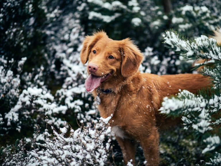 Winter Walks Without the Pulling: Leash Training Tips for Snowy Missoula Streets