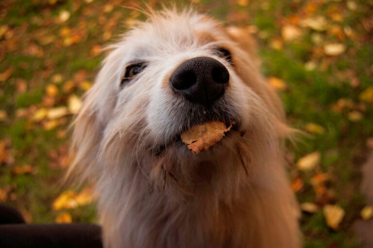 Thanksgiving Safety Tips for Dog Owners in Montana: Foods to Avoid, Door Manners, and More