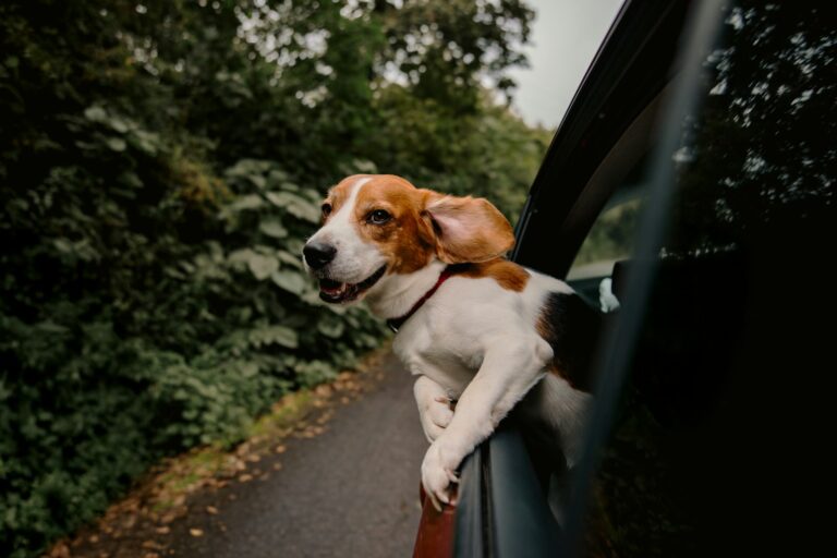 Thanksgiving Travel with Dogs: How to Prep for a Road Trip or House Visit