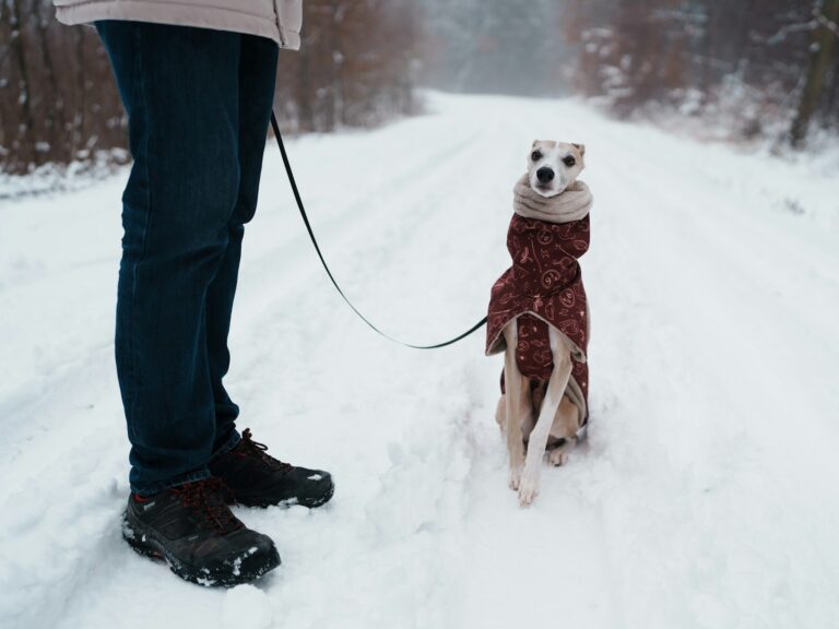 How to Handle Leash Reactivity on Icy Sidewalks: Winter Dog Training Tips for Missoula