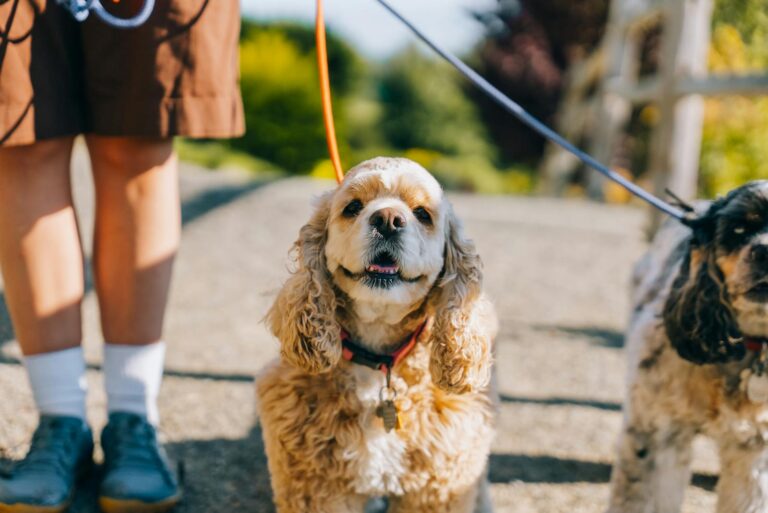 How Exercise and Training Work Together to Create a Balanced Dog