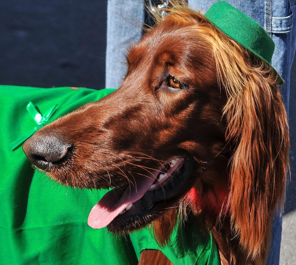 irish setter, dogs, dog breeds, animals, pets, saint patrick's day, setter, cute, red, fur, happy, nature, domesticated, green
