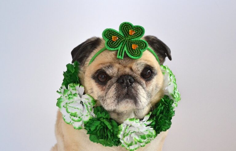 Lucky to Have Them: A St. Patrick’s Day Reflection for Missoula Dog Owners