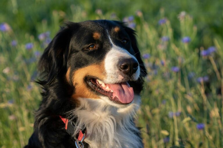 Why Consistency Beats Perfection in Dog Training