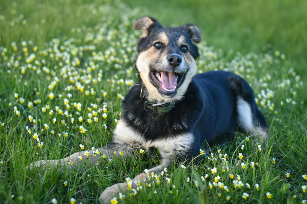 A joyful dog rests amidst a lush green field dotted with tiny yellow flowers.