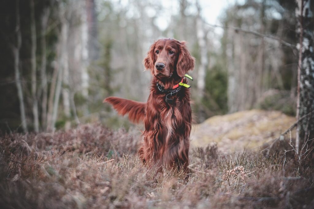 dog, animal, pet, irish, setter, nature, mischievous, forest, hunting, hunting dog, dog training