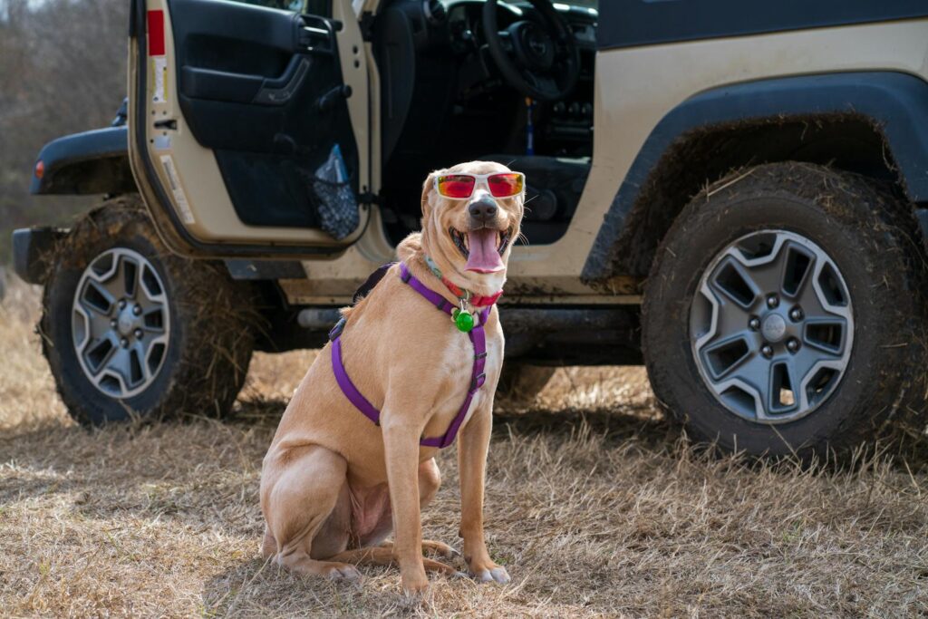 Cute dog wearing sunglasses and harness sitting next to an off-road vehicle on a sunny day.