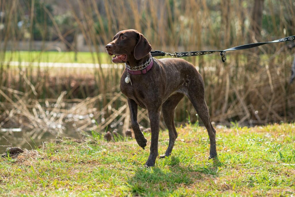 German Shorthaired Pointer dog standing alert on a grassy field with a leash outdoors.