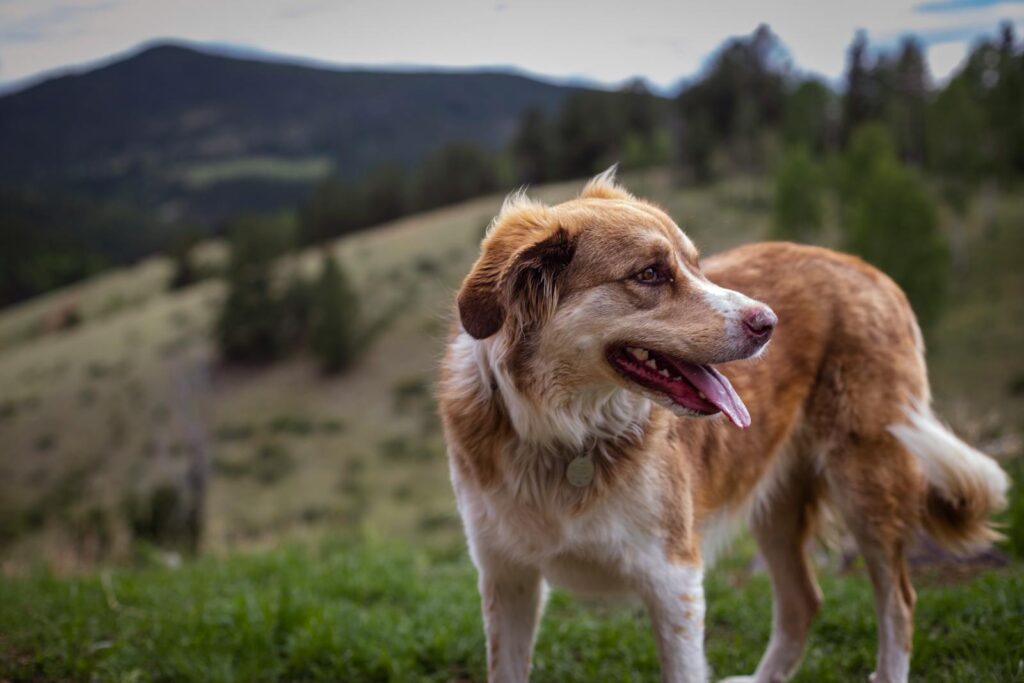 A cheerful dog enjoying a day in the mountains with lush greenery and open skies.