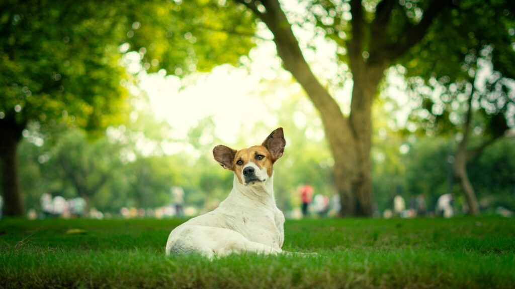 Adorable dog lying on grass in a vibrant park setting, exuding a sense of peace.