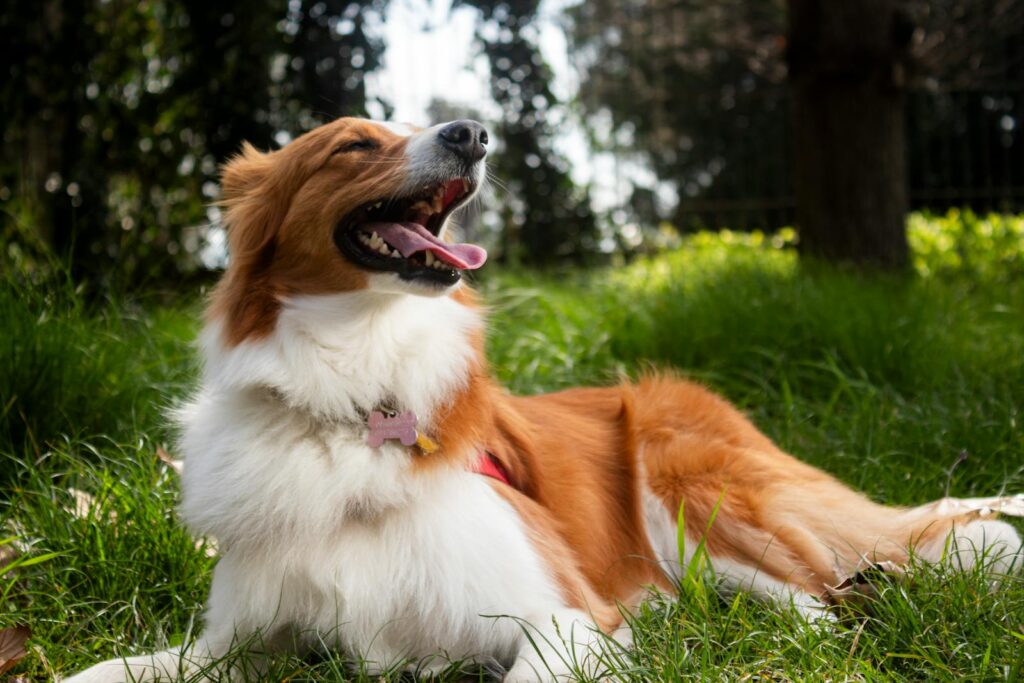 A joyful dog lying on grass in a Montevideo park, enjoying a sunny day.