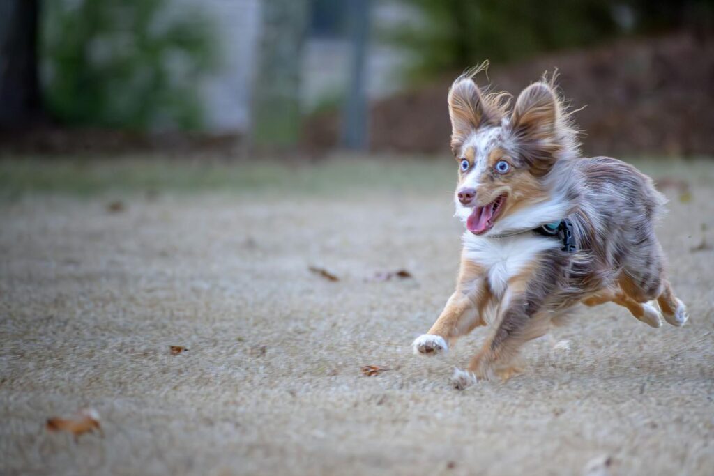 A playful Australian Shepherd with blue eyes dashes energetically across a field.