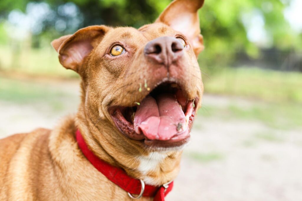 Playful American Pit Bull Terrier enjoying a day outdoors with a red collar, showcasing its joyful nature.