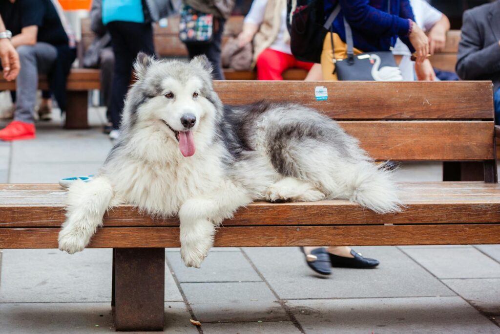 A fluffy Alaskan Malamute lies comfortably on a wooden bench in a bustling urban setting.