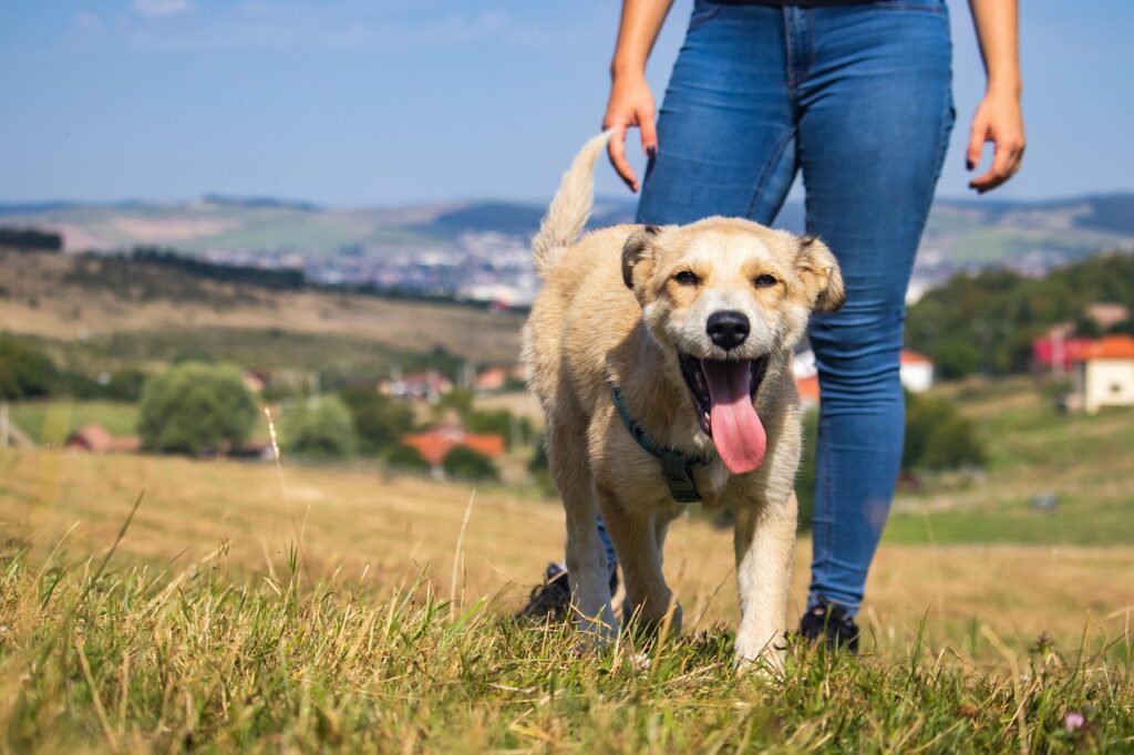 dog, wallpaper hd, puppy, nature wallpaper, grass, hd wallpaper, beautiful wallpaper, canine, mammal, laptop wallpaper, wallpaper 4k, happy, walking, desktop backgrounds, 4k wallpaper 1920x1080, nature background, cool backgrounds, mac wallpaper, playing, friend, animal, free wallpaper, pet, outdoor, 4k wallpaper, free background, beautiful nature, freedom, cute, full hd wallpaper, nature, wallpaper, windows wallpaper, background