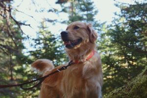 A dog on a leash in the woods