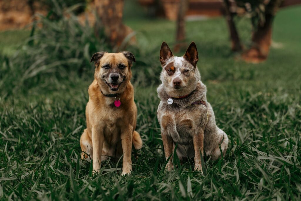 Two dogs sitting on green grass outdoors