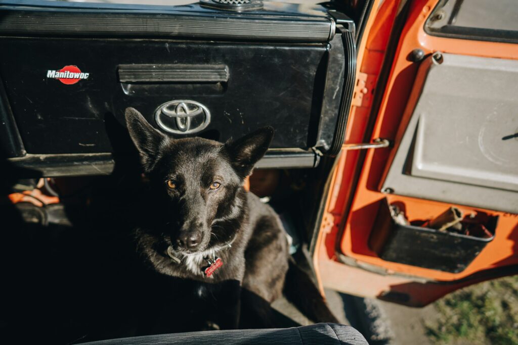 short-coated black dog sitting inside vehicle