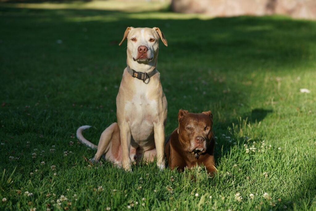 Two pitbull dogs enjoying a sunny day on a grassy lawn, one sitting and the other lying down.