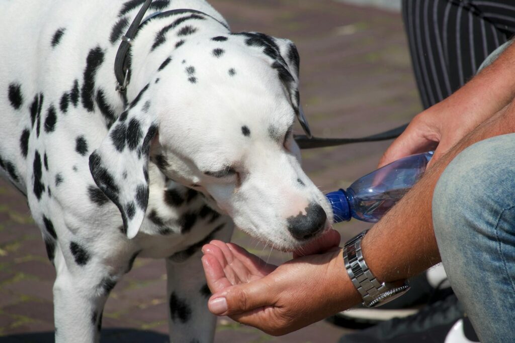 Dalmatian dog enjoying a refreshing drink from a human's hands using a bottle.