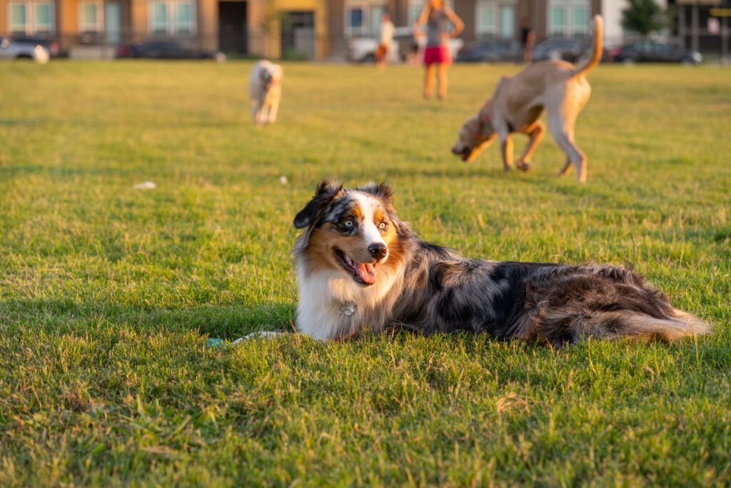 Cute Australian Shepherd lying on grass at a lively outdoor dog park on a sunny day.