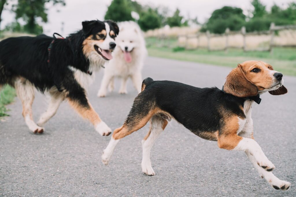 Three dogs, including a beagle, playfully running on an outdoor country road.