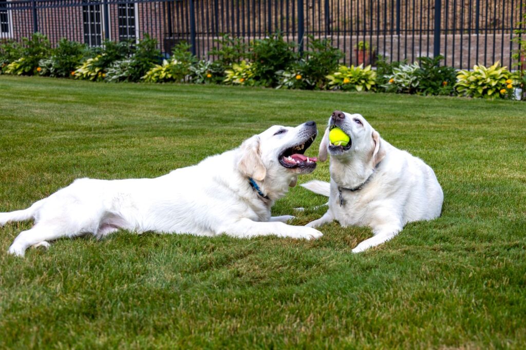 Two Labrador dogs enjoying playtime with a tennis ball on a sunny lawn.