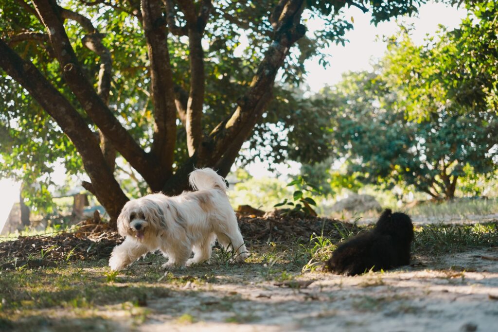 Two dogs enjoying a sunny day in a lush green park, playing under trees.
