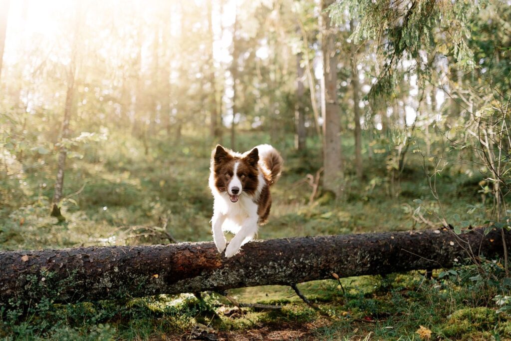 A joyful Border Collie leaps over a log in a sun-dappled forest during summer.
