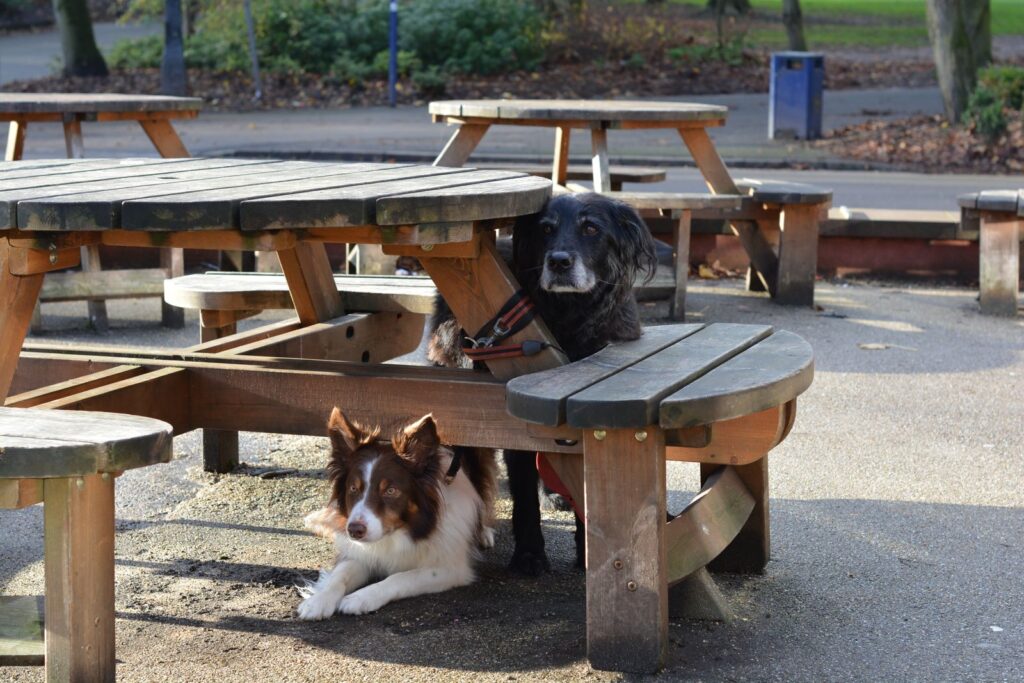 Two dogs relaxing under a wooden picnic table in a park on a sunny fall day.