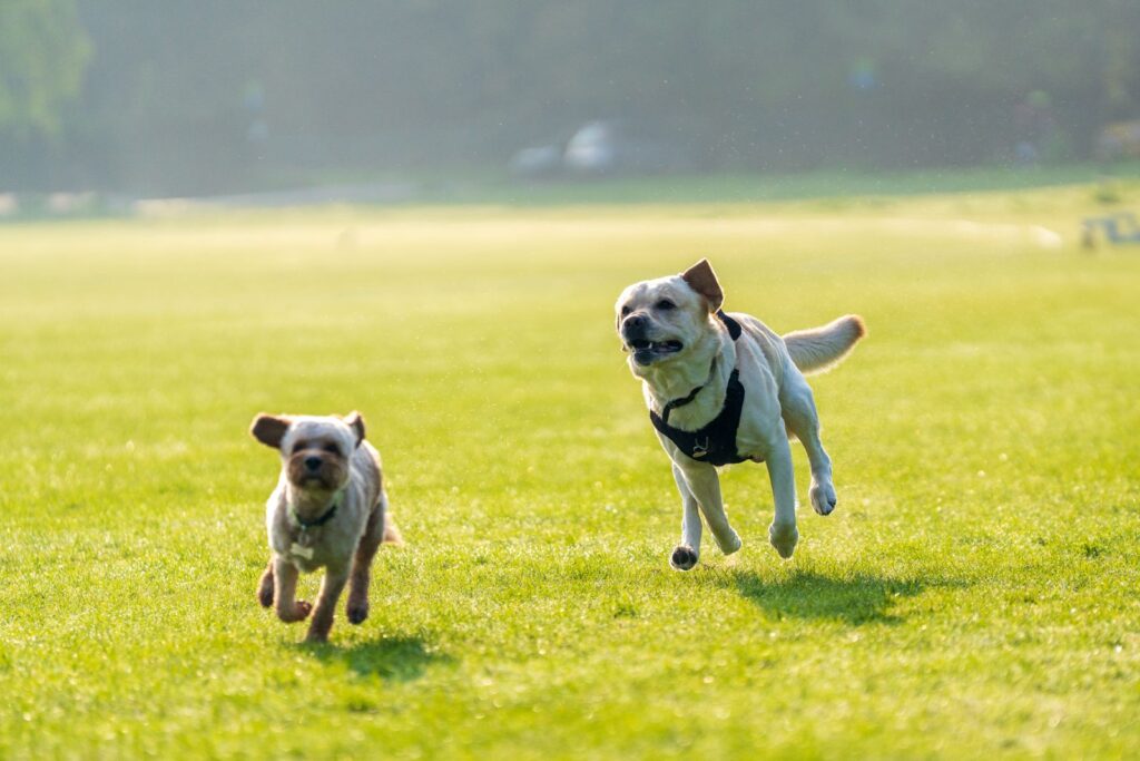 Two playful dogs running energetically across a sunlit green field outdoors, capturing pure joy and energy.