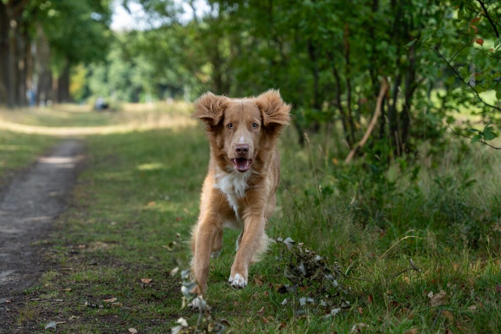 A playful dog running along a forest path in a green park on a sunny day.