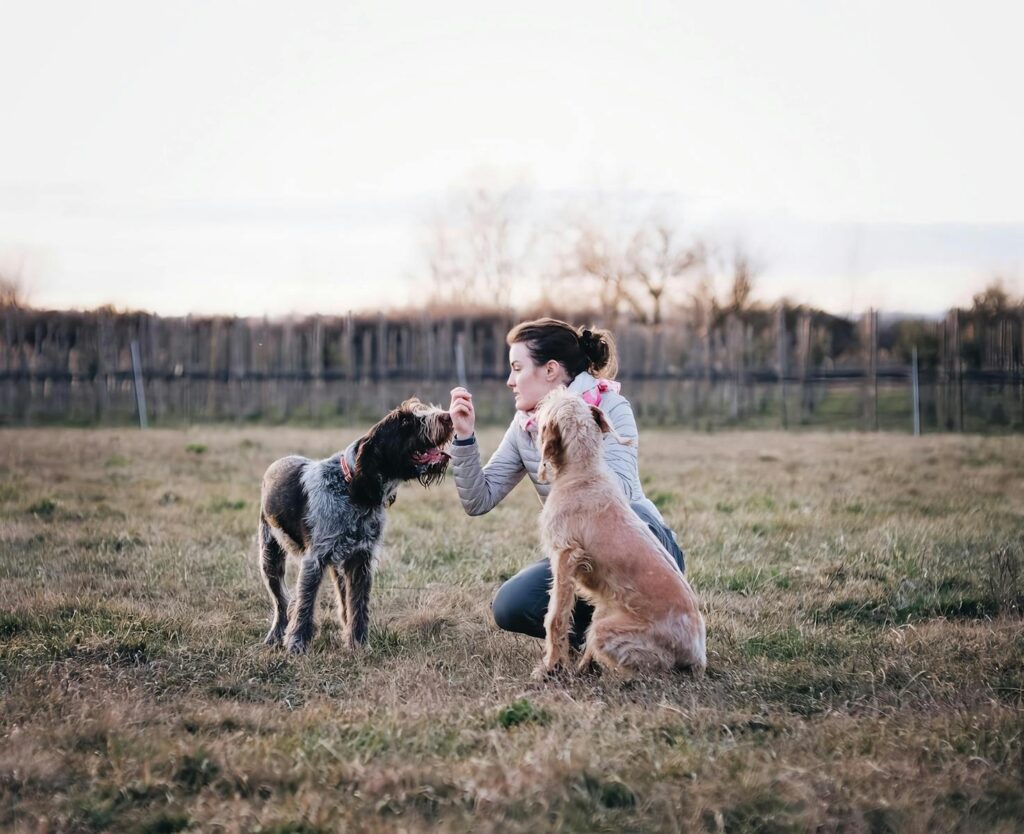 A woman interacts with two dogs in a grassy field, showcasing training and companionship.