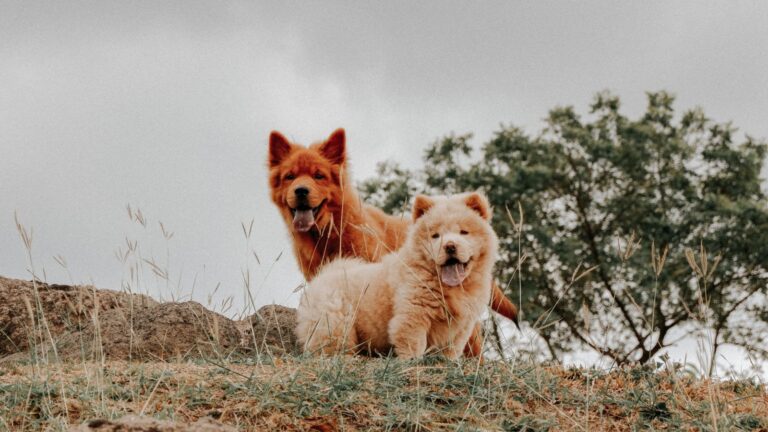 Two fluffy Chow Chow dogs with tongues out standing in a grassy field outdoors.