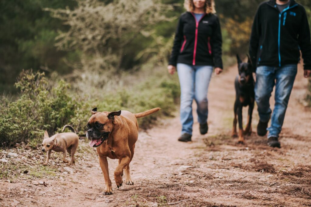 A couple walking three dogs on a tranquil forest path, enjoying nature.
