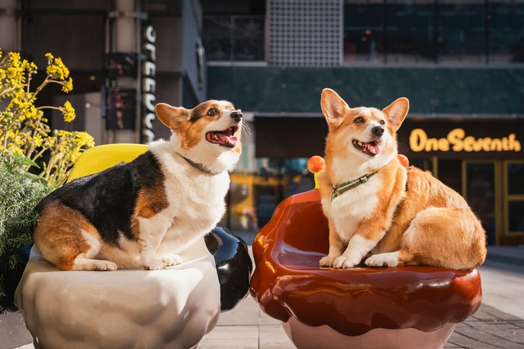 Two happy corgis sitting on colorful chairs outdoors seats