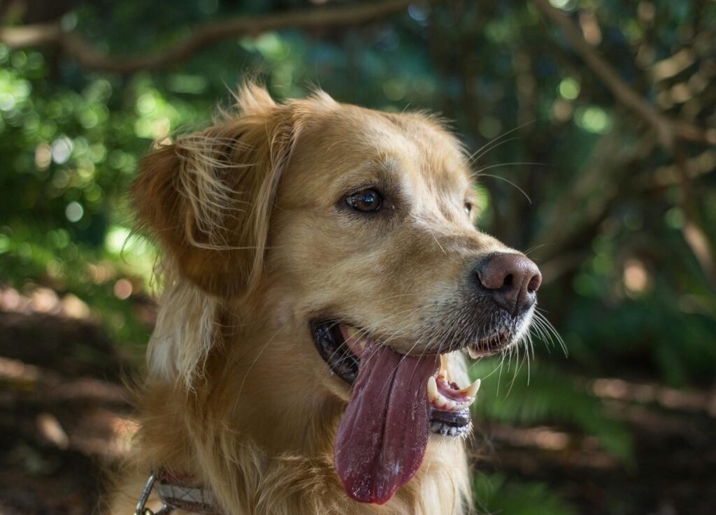 Close-up of a Golden Retriever panting happily outside on a sunny day.