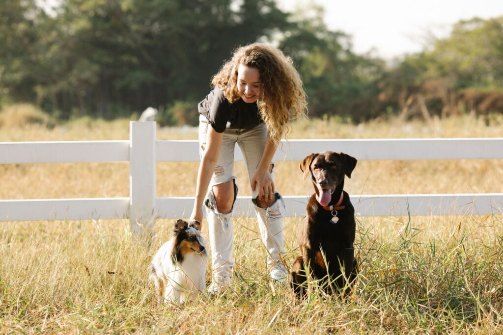 Full body content young female caressing cute Border Collie and Labrador dogs while standing in enclosure in sunny countryside