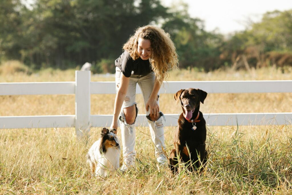 Full body content young female caressing cute Border Collie and Labrador dogs while standing in enclosure in sunny countryside