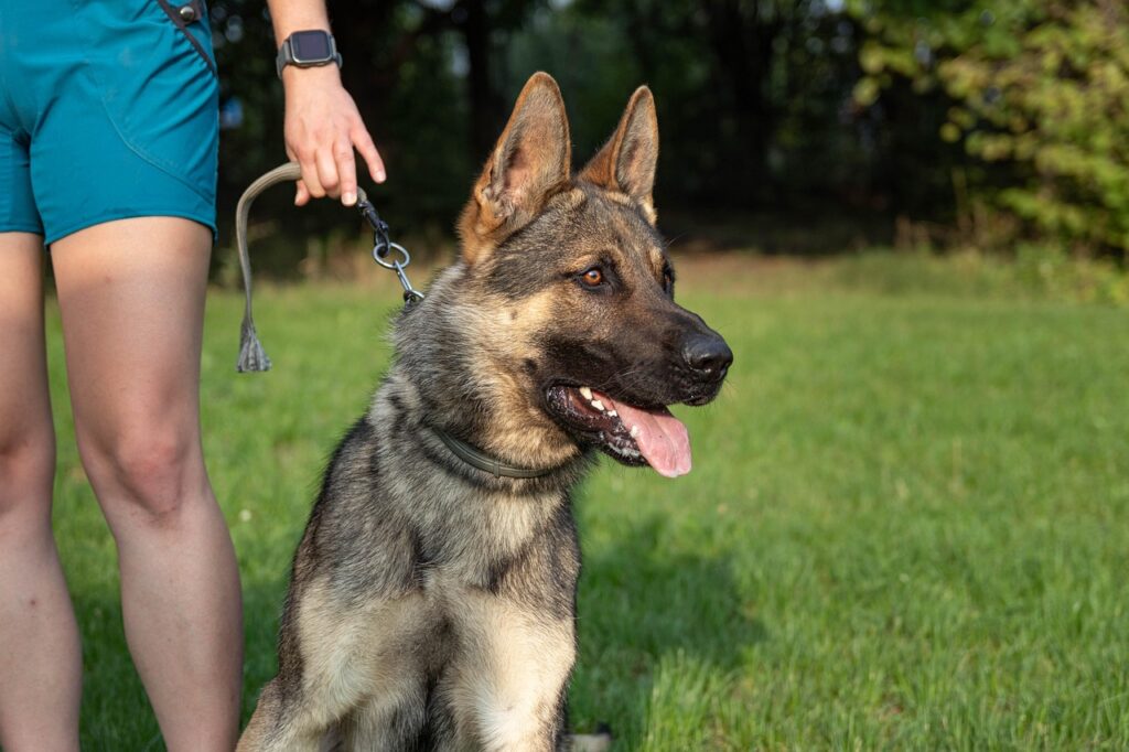 dog, portrait, trainer, puppy, animal, pet, nature, german shepherd, canine, breed