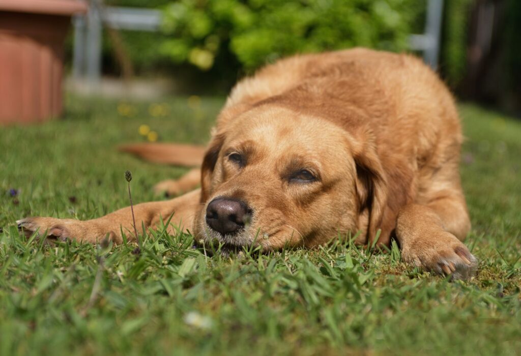 A close-up of a Labrador Retriever peacefully resting on grass.