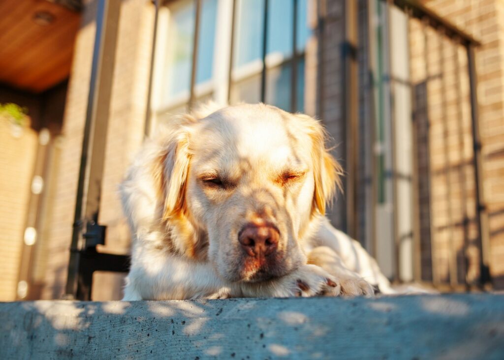 A relaxed dog is sunbathing outdoors.