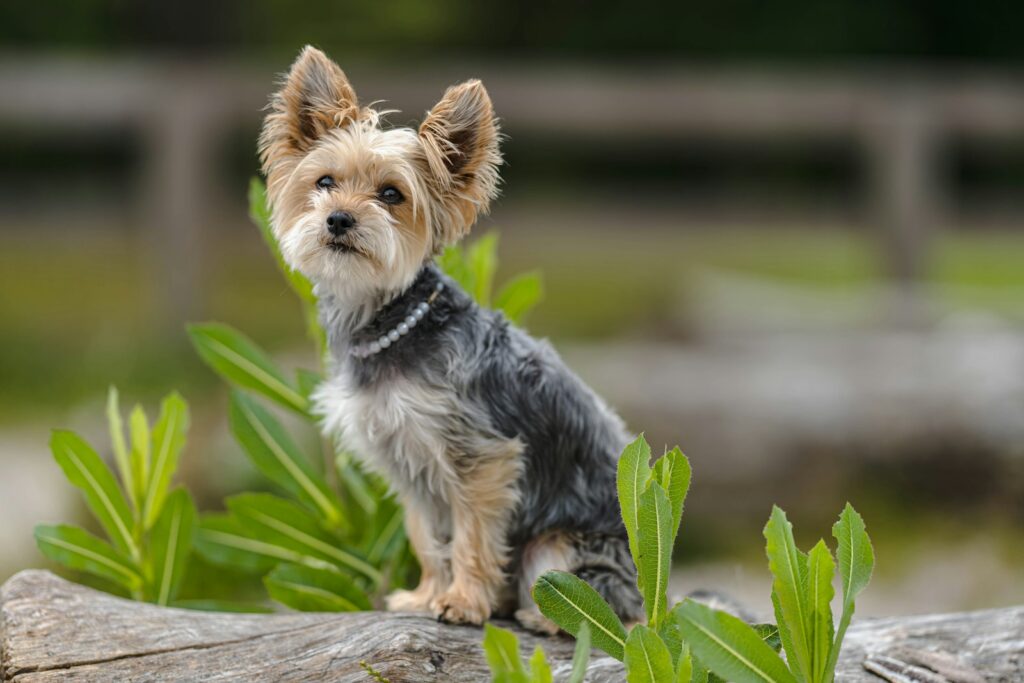 a dog standing on a log