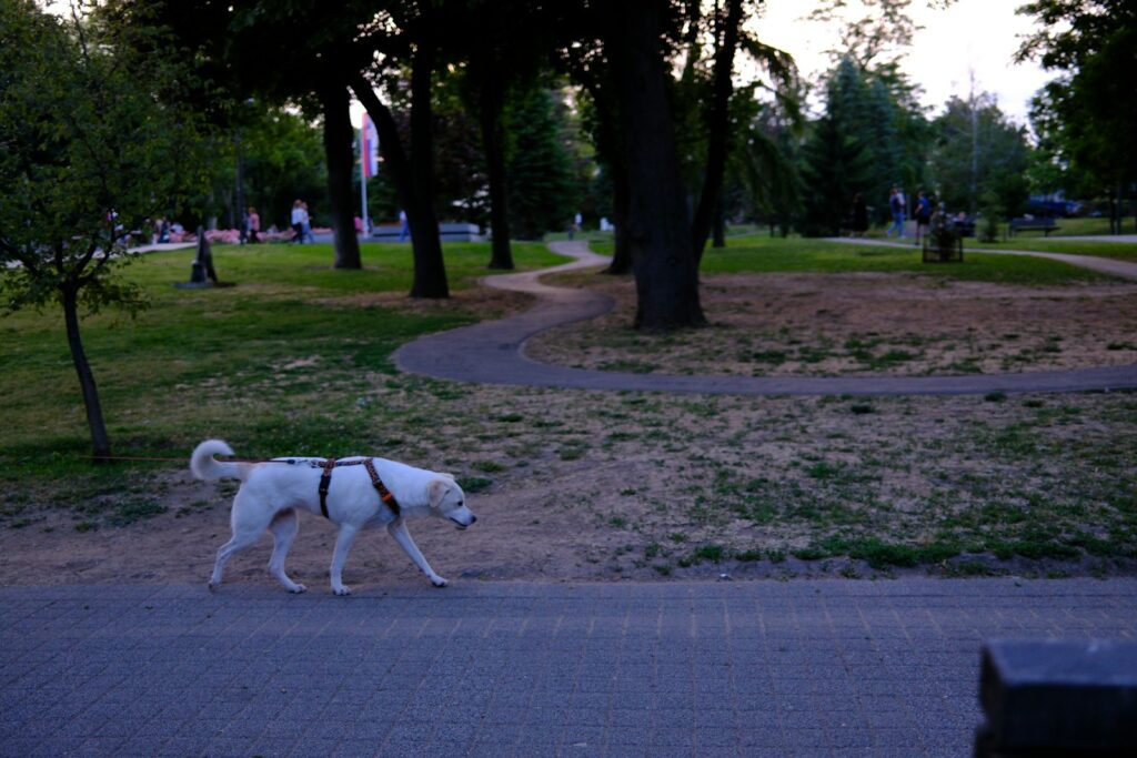 A white dog walks on a path in a park.