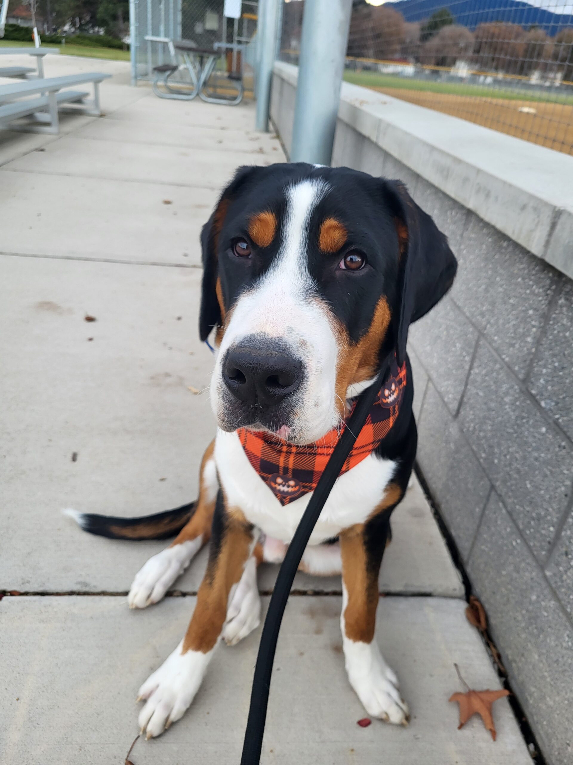 Axel's "Pupdate" Off Leash K9 Training of Missoula, MT