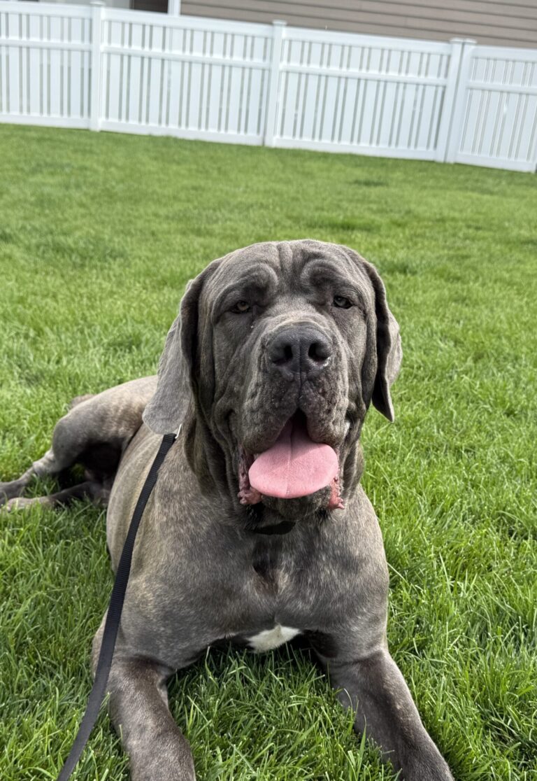 BRUNO’S PUPDATE