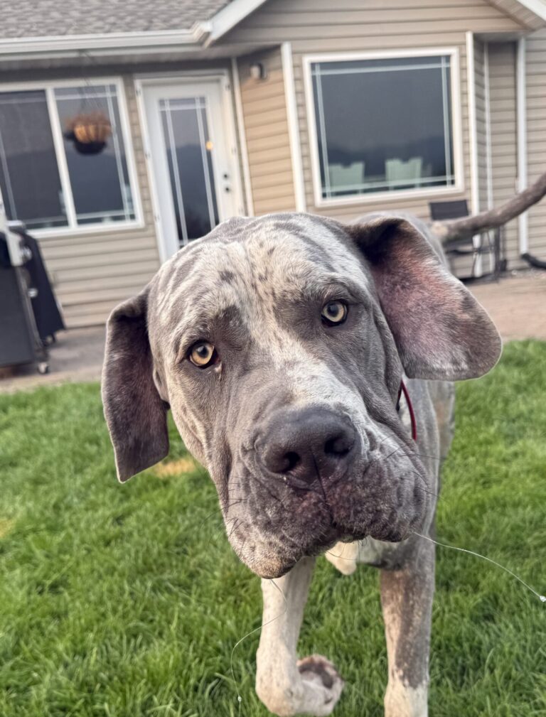 COSMO’S PUPDATE